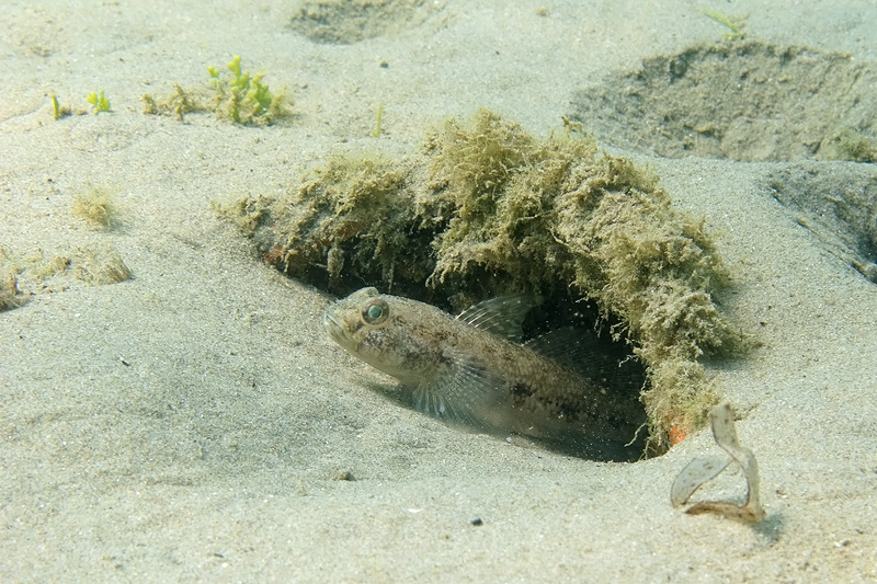 G, geniporus, oppure...?(Gobius niger)